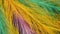 Colored decorative multicolor feathers. Macro. Top view.