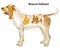 Colored decorative portrait of Dog Bracco Italiano vector illustration