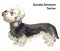 Colored decorative portrait of Dog Dandie Dinmont Terrier vector illustration