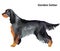 Colored decorative portrait of Dog Gordon Setter vector illustration
