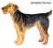 Colored decorative standing portrait of Airedale Terrier