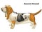 Colored decorative standing portrait of Basset Hound vector illustration