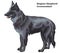 Colored decorative standing portrait of Belgian Shepherd vector