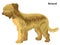 Colored decorative standing portrait of Briard vector illustration