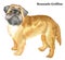Colored decorative standing portrait of Brussels Griffon vector