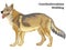 Colored decorative standing portrait of Czechoslovakian Wolfdog vector illustration