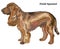 Colored decorative standing portrait of dog Field Spaniel vector
