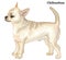 Colored decorative standing portrait of dog short haired Chihuahua vector illustration