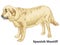 Colored decorative standing portrait of dog Spanish Mastiff vector illustration