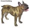 Colored decorative standing portrait of French Bulldog vector il