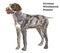 Colored decorative standing portrait of German Wirehaired Pointer vector illustration