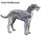 Colored decorative standing portrait of Irish Wolfhound vector i