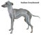 Colored decorative standing portrait of Italian Greyhound vector