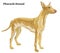 Colored decorative standing portrait of Pharaoh Hound vector illustration