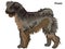 Colored decorative standing portrait of Pumi dog vector illustration