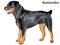 Colored decorative standing portrait of rottweiler vector illustration