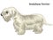 Colored decorative standing portrait of Sealyham Terrier vector illustration