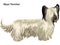 Colored decorative standing portrait of Skye Terrier vector illustration