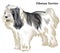 Colored decorative standing portrait of Tibetan Terrier vector illustration