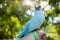 A colored dove of blue sits on a mans hand against the background of bright green foliage. Summer time