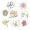 Colored Drawing Botanical Exotic Flowers Set