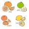 Colored Drawing Citrus Fruits Collection