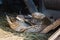 Colored duck resting in the barn in spring day