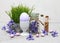 Colored Easter egg on a background of spring grass in a decorative flower pot. The smell of hyacinth and spices. Little