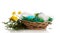 Colored Easter eggs in basket, herbs and flowers isolated.
