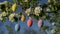 Colored Easter eggs are hanging on the blooming apple branch.