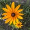 Colored Echinacea yellow flower on natural background