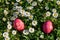 Colored eggs among daisies in the garden.