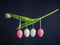 Colored eggs hanging on tulip on dark blue background