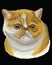 Colored Exotic Shorthair Cat