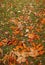 Colored fallen leafs