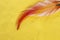 Colored feather on a yellow fabric background