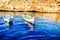 Colored fishing boats, Malta