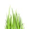 Colored flat icon, vector design. Cartoon green grass.