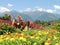 Colored flowering fields in mountain landscape