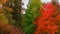 Colored foliage of fall trees in autumn forest. Beautiful october landscape.