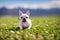 Colored French Bulldog. Cute dog, generative ai, looking into camera