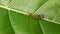 Colored furry caterpillar on the leaf in the grass. The larva of insects in the forest. Animals insect summer nature - a