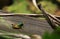 Colored grasshopper in tropical forest