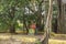 Colored hindu temple under a green banyan tree