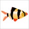 colored icon of aquarium saltwater fish Barbus on a white background. vector illustration. template