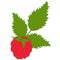 Colored icon branch of raspberry with leaf on white background.
