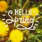 Colored illustration with chalk drawn text \'\'hello spring\'\' on blurred background with blooming dandelions.
