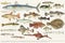 Colored illustration of fish drawing collection