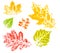 Colored imprint of autumn leaves isolated