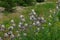 Colored iris flowers with green stems and leaves outdoors in the garden